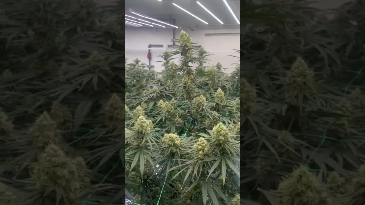 Master Your Grow with the Matrix M6 645W LED Grow Lights!