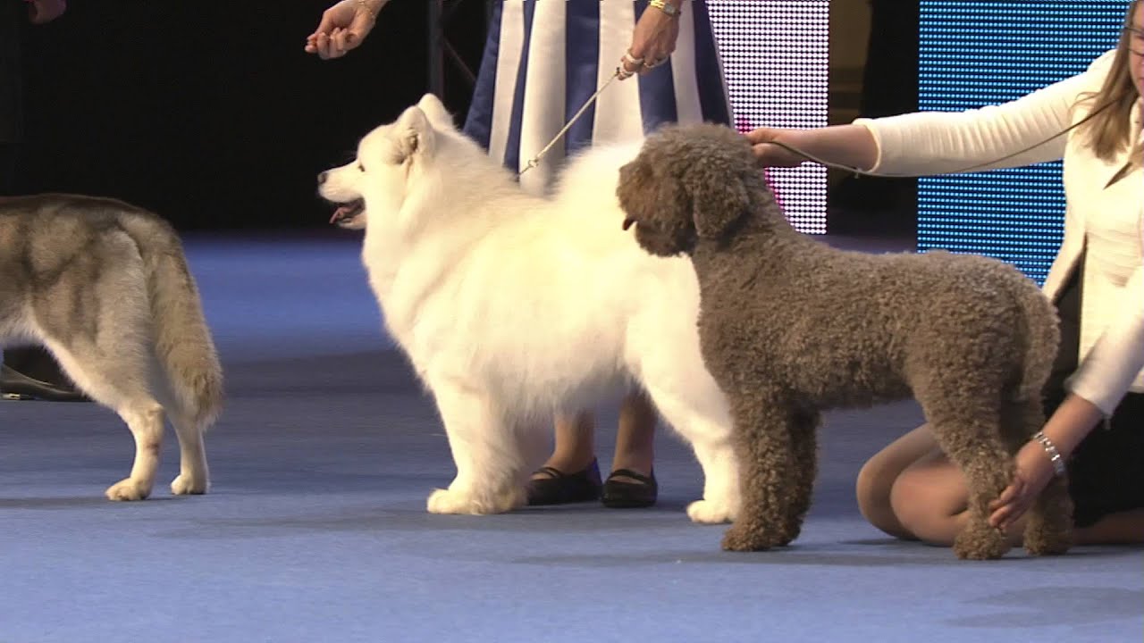 Helsinki Winner 2015 - Best Veteran