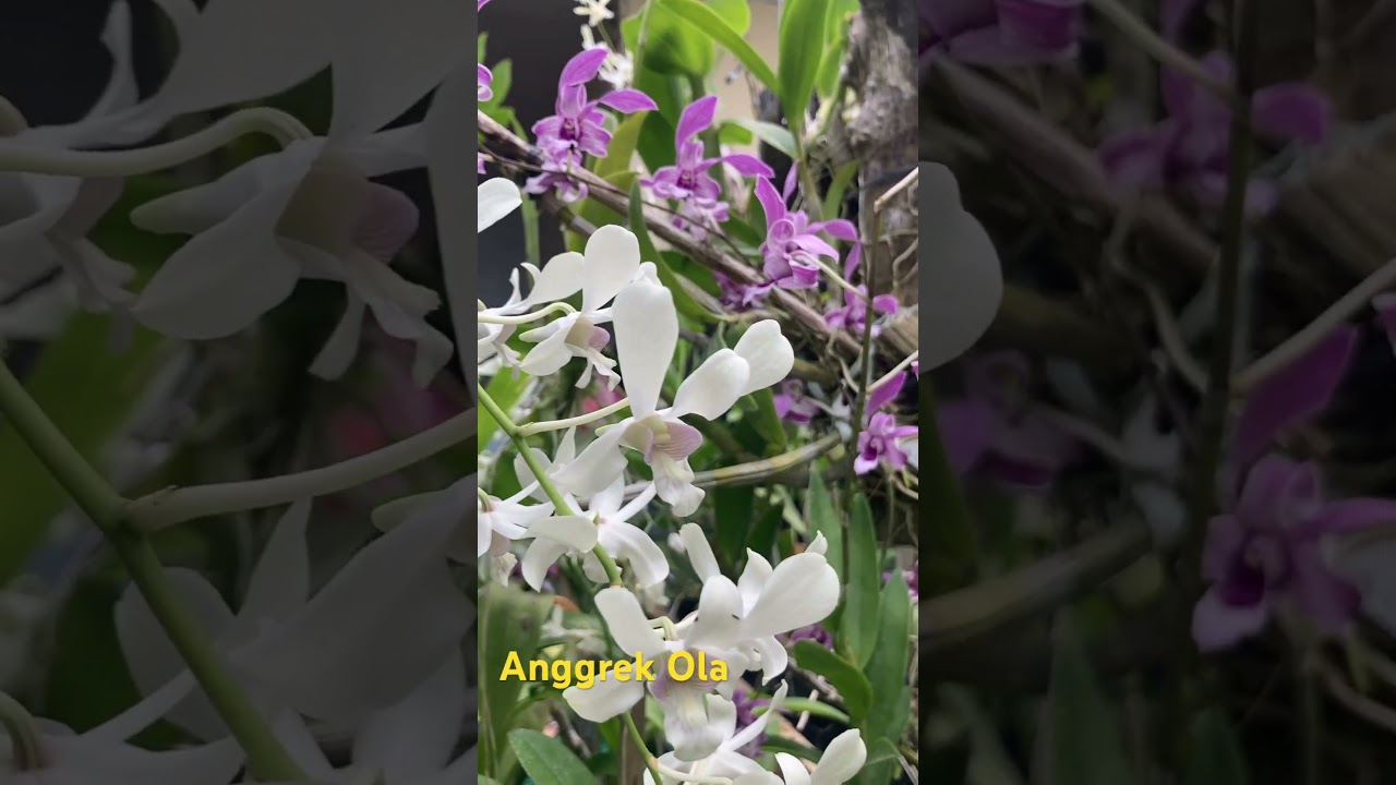 My home orchid garden, Dendro Capung Bali dan Den Sarie Marijs  