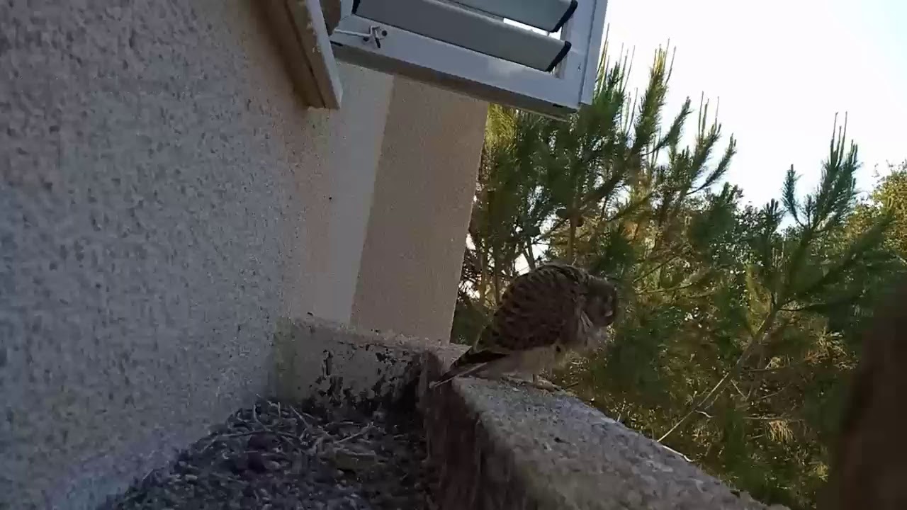 Common Kestrel nest | Гнездо сокола пустельги