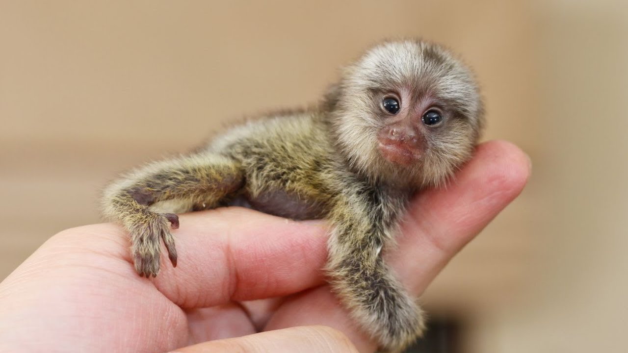 Top 10 Smallest Animals In The World