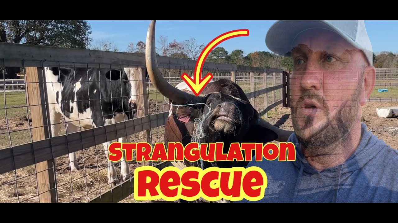 Farmer Saves Bull From Certain Strangulation! 