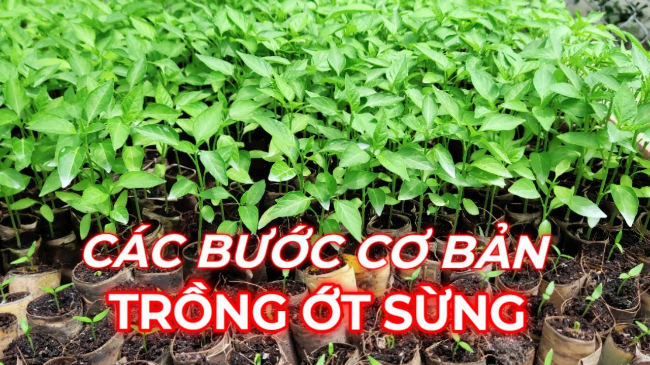Trồng ớt sừng các bước cơ bản | Làm vườn