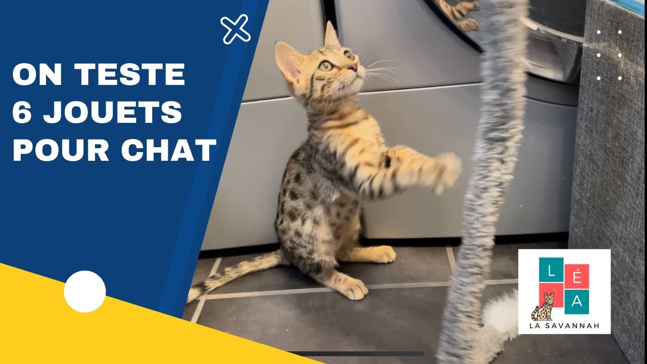On teste 6 jouets pour chat