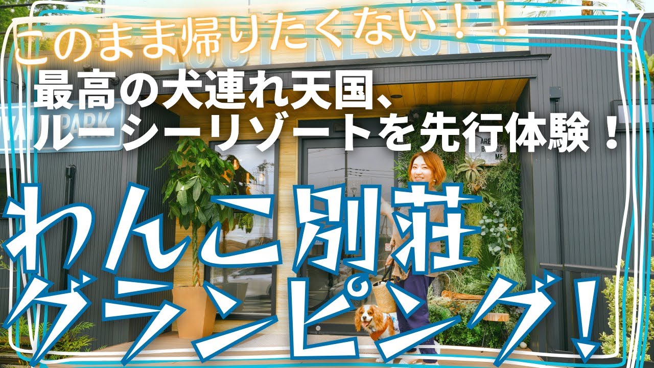 【ドッググランピング】まるで別荘！新たにグランピングエリアをオープンした「ルーシーリゾート」に先行体験に行ってきた！【犬とハイエースキャンピングカー】