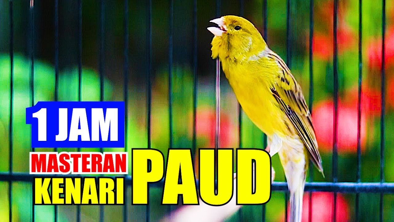 MASTERAN KENARI SATU JAM, KENARI PAUD AKAN CEPAT GACOR