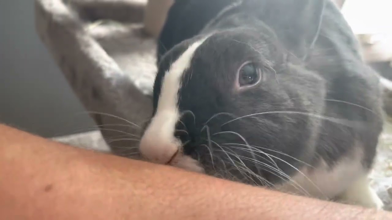 Twinkle Grooming Her Human