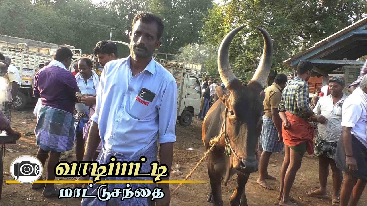 Vadipatti mattu santhai | வாடிப்பட்டி மாட்டு சந்தை