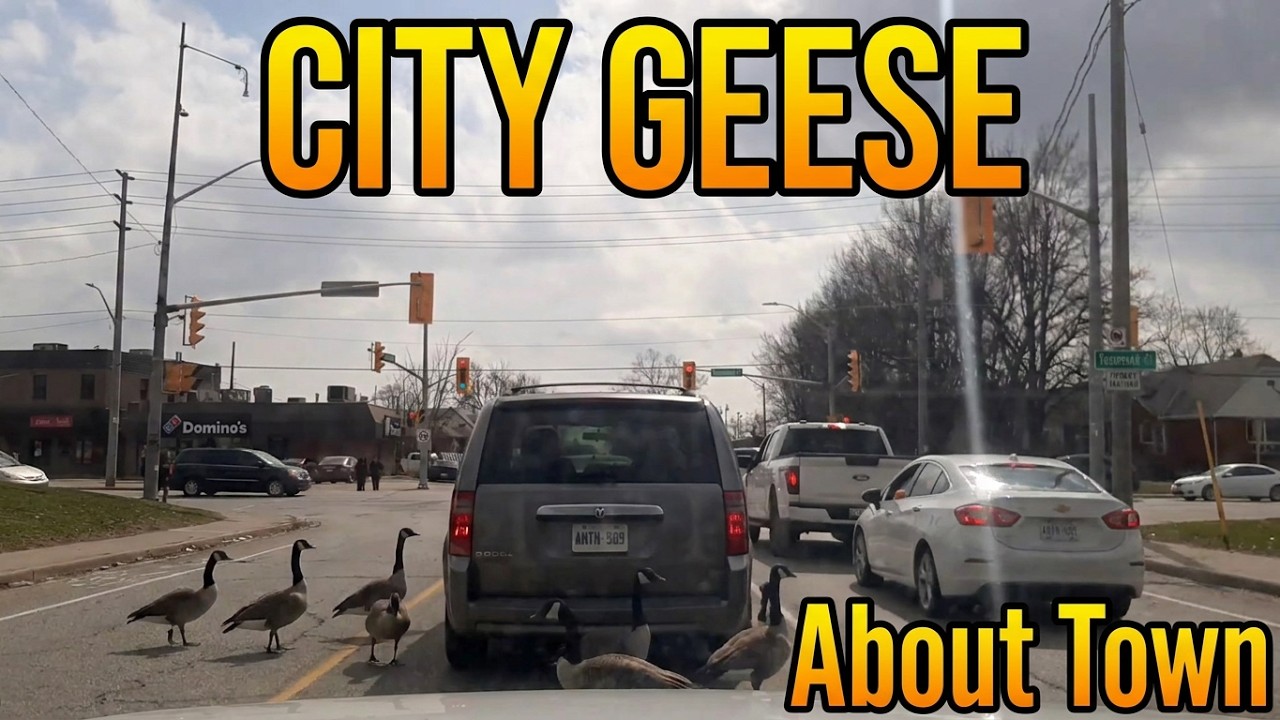 Canadian Geese Run The Road Watch Untill The End