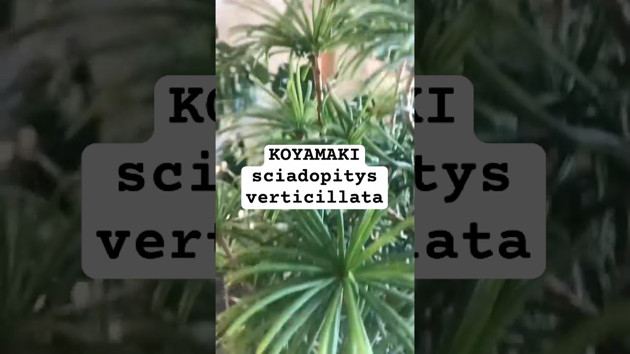 Koyamaki - La pianta fossile - Sciadopitys Verticillata - #invasato