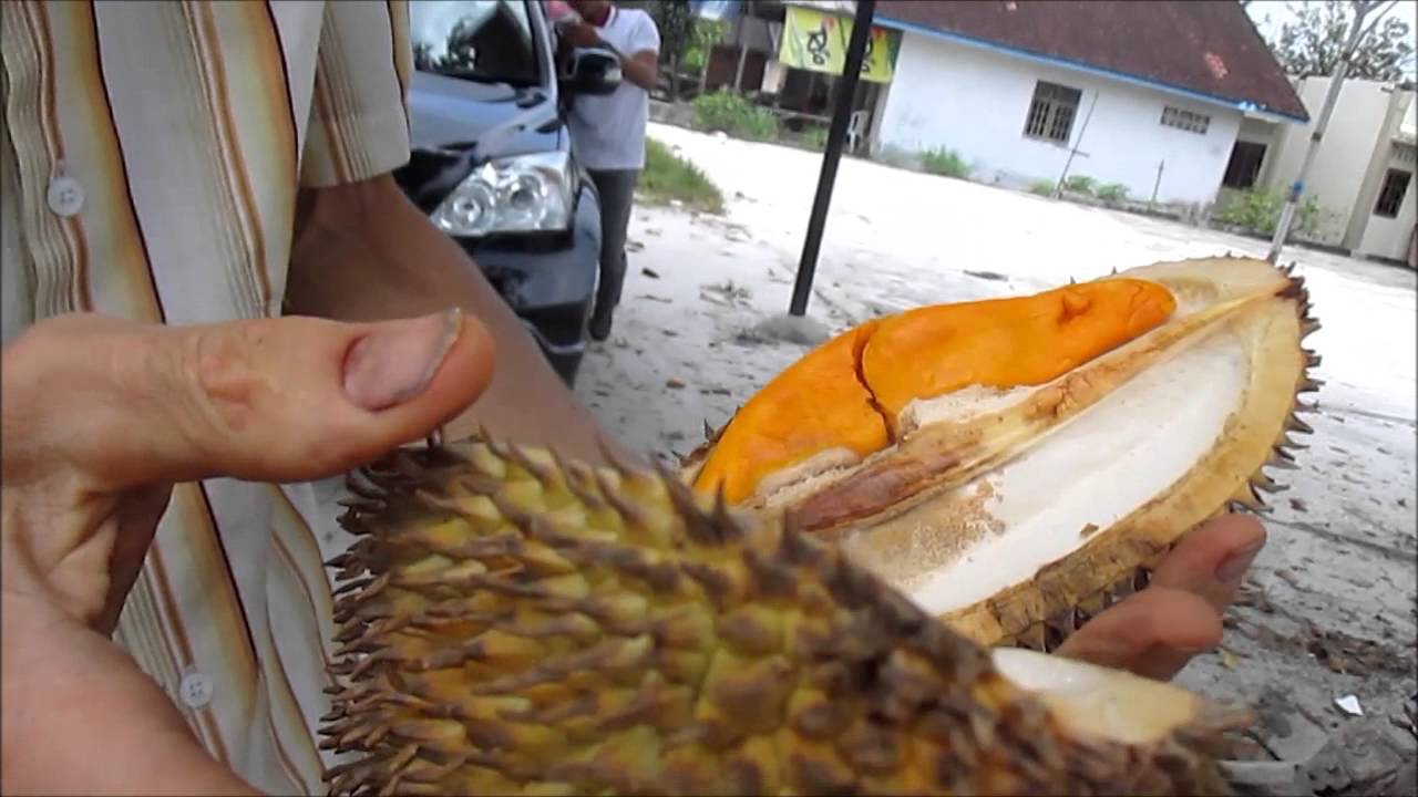 Wild fruits of Borneo. Part 2 Some wild durians.