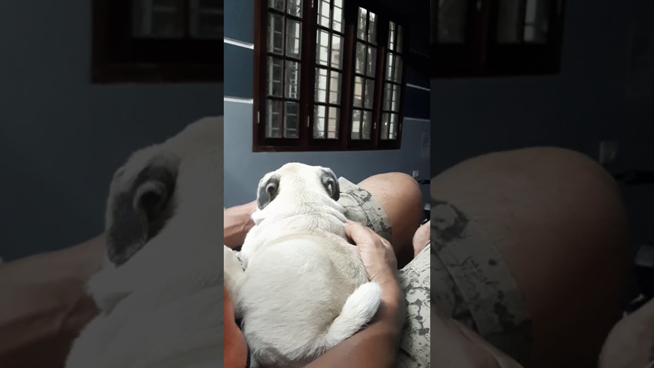 He knows his name😲😲😲😲😲||#malluviral#pug#funny#short#malluvlogger