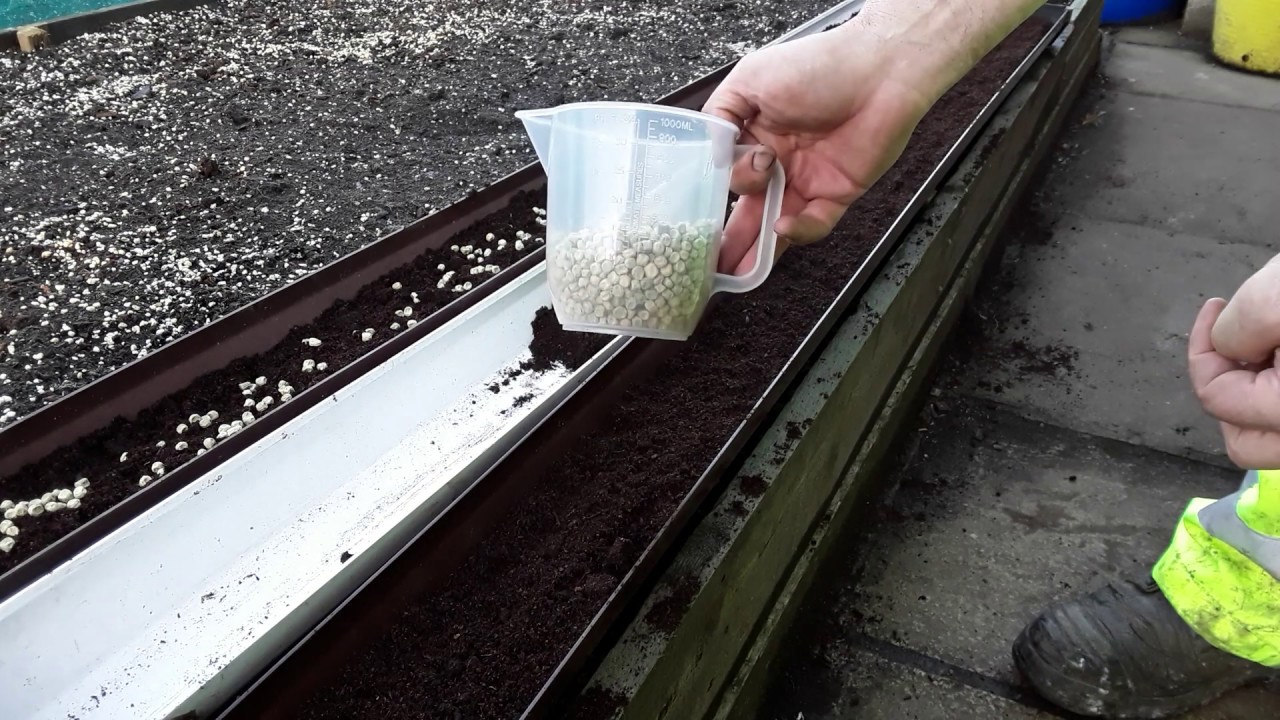 ♻️Sowing Peas In Rain Water Guttering And How To Stop The Mice 🐀From Pinching Them ♻️ (525)