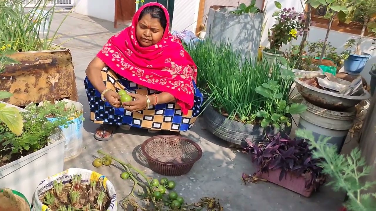फंगस लगे हुए टमाटर को निकल रही हूं 🌱🍅✂️🥱👍👌#gardening #greenlove #gardeningplants #viral #plants 