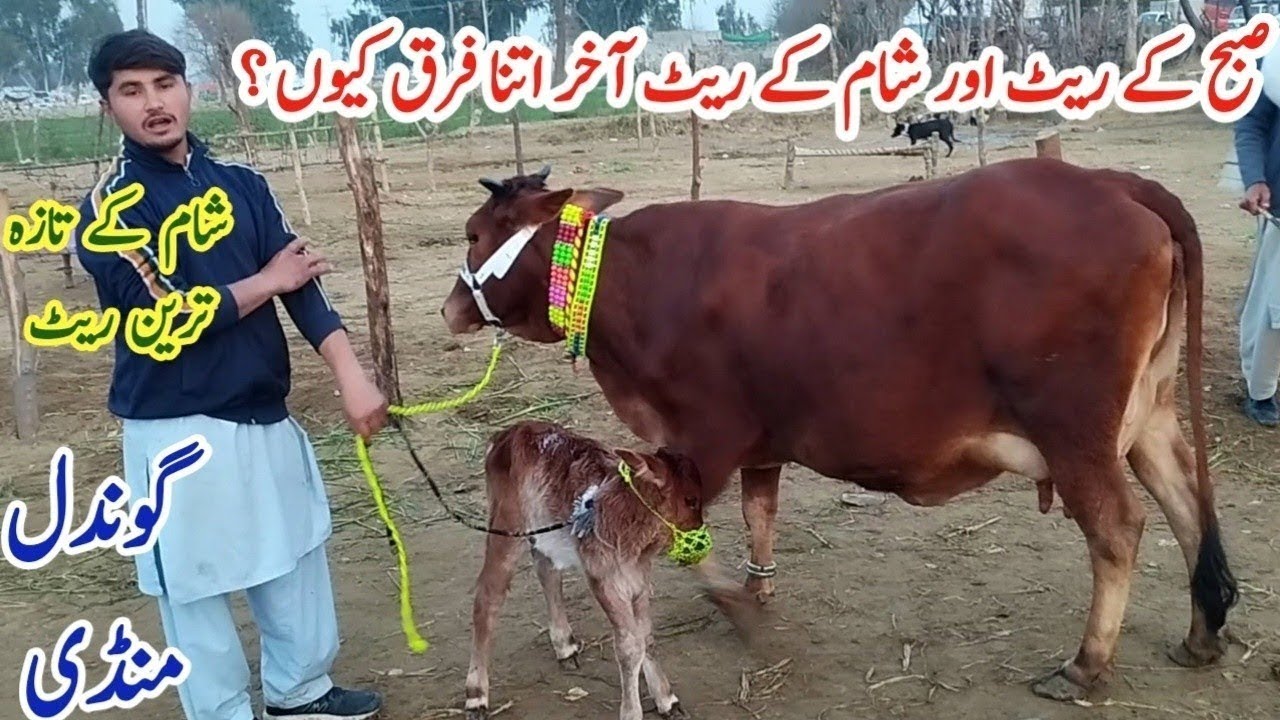 Today Gondal Mandi latest update 02Feb 2026!Evening time Fresh Rate update on Gondal Mandi!#cow#farm