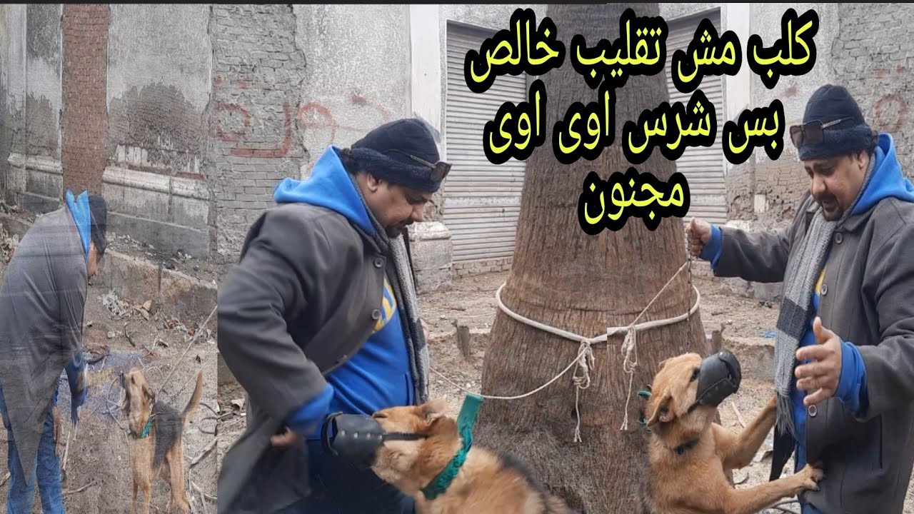 روحت لكلبين شرسين  واحد منهم متخلف عقليا# محدش عارف يلمسه خالص