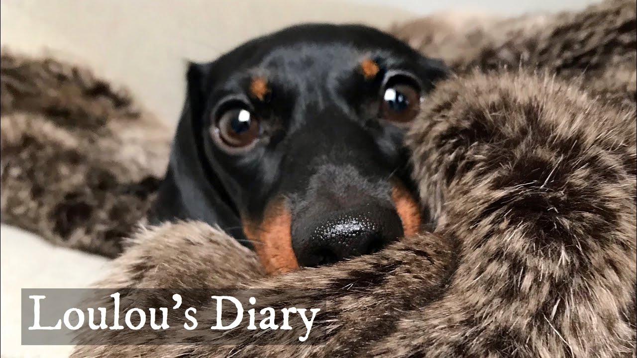 Loulou’s Diary 16| A warm bath.