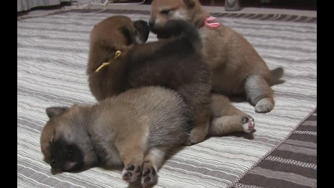 最強に眠いニヘイくん　☆柴犬☆アズ＆コタ、新ファミリーの日常