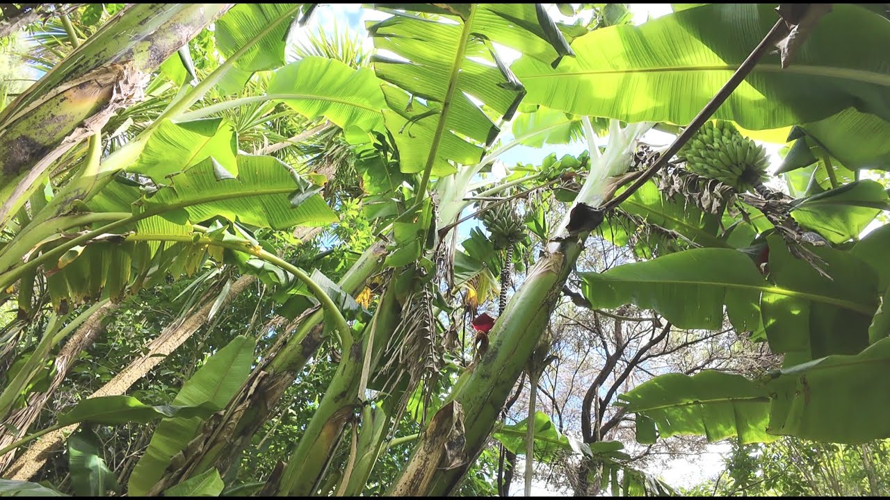 Growing Bananas 21 Dec 2025