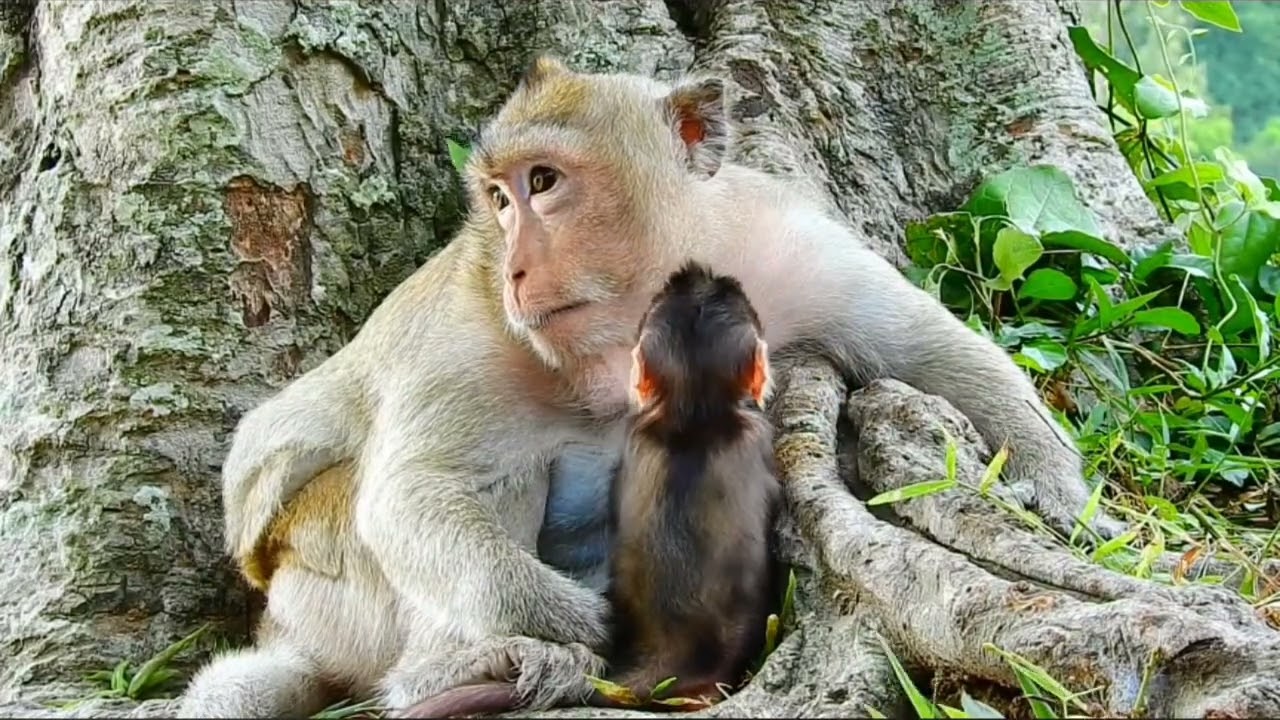 bayi monyet bertanya-tanya mengapa ibu menjauhinya
