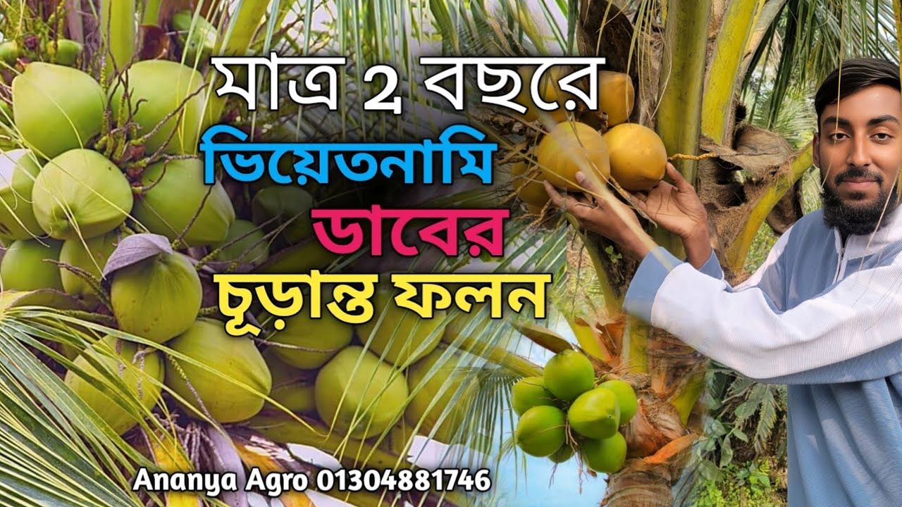 বারোমাসি খাটো জাতের হাইব্রিড নারকেল চারা। আমাদের কাছে পাচ্ছেন ভিয়েতনাম, কেরালা ও বারমা নারকেল চারা 