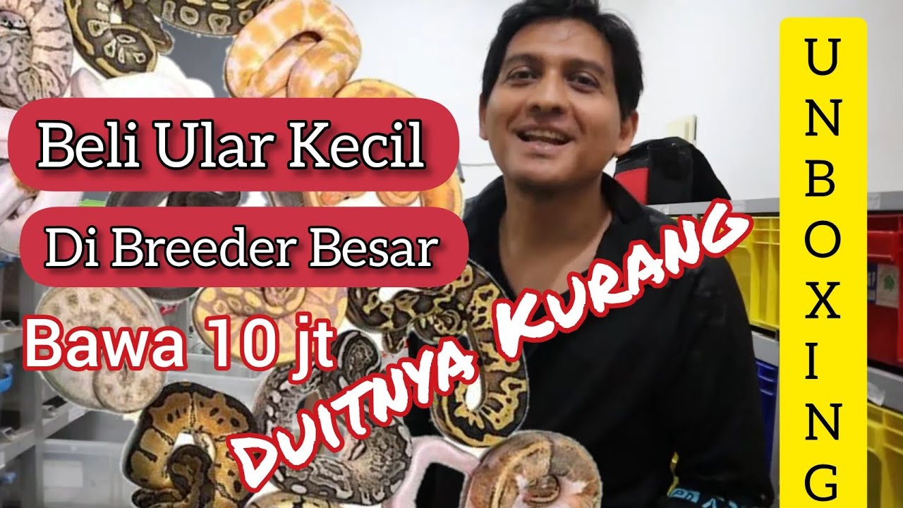 Lucky Hakim Beli Ular Kecil dari Breeder Besar : Pengen Beli Banyak Tapi Duit Blom Cukup