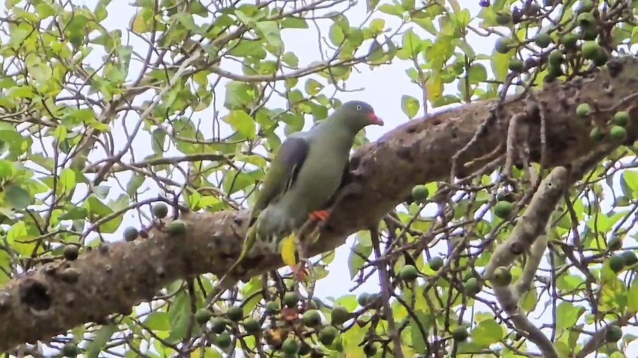 African Green Pigeon eating figs 