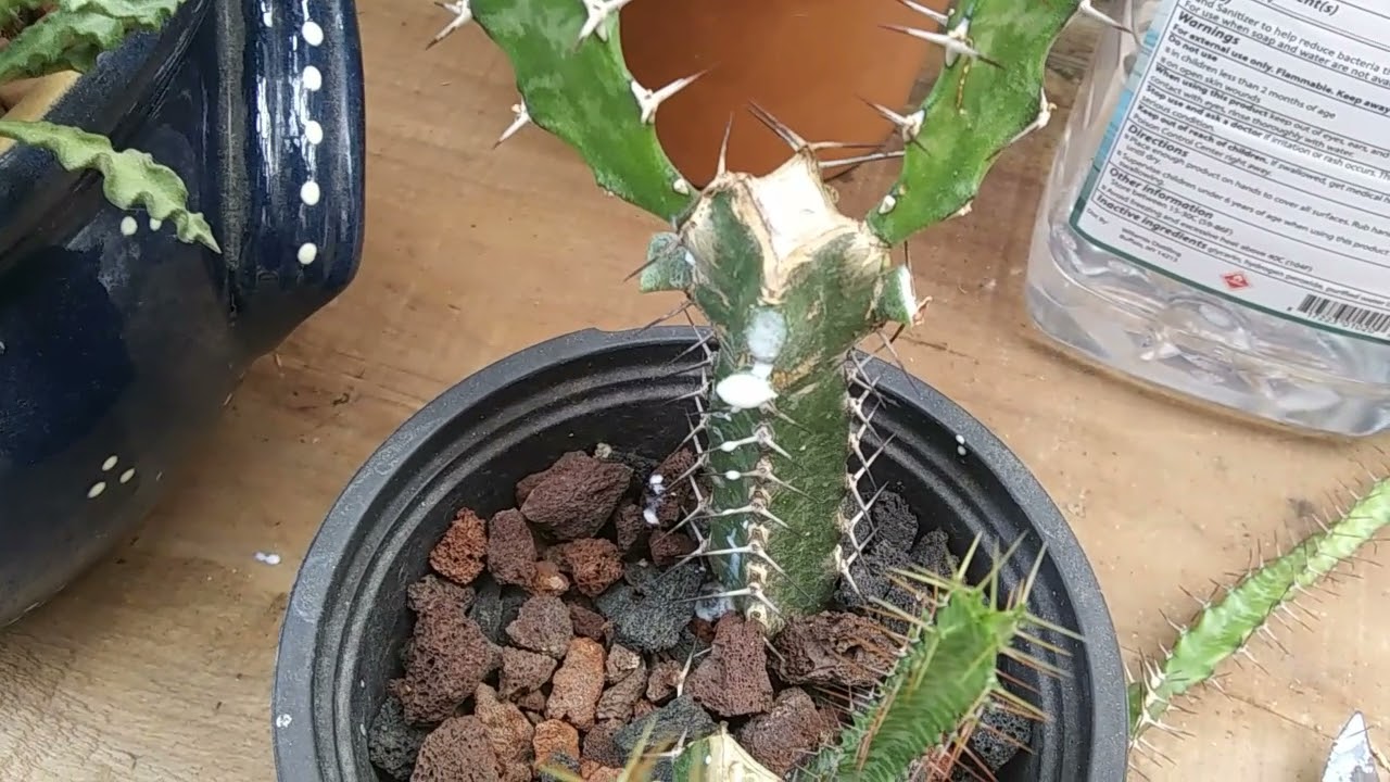 Euphorbia ,101, evansii Two step update