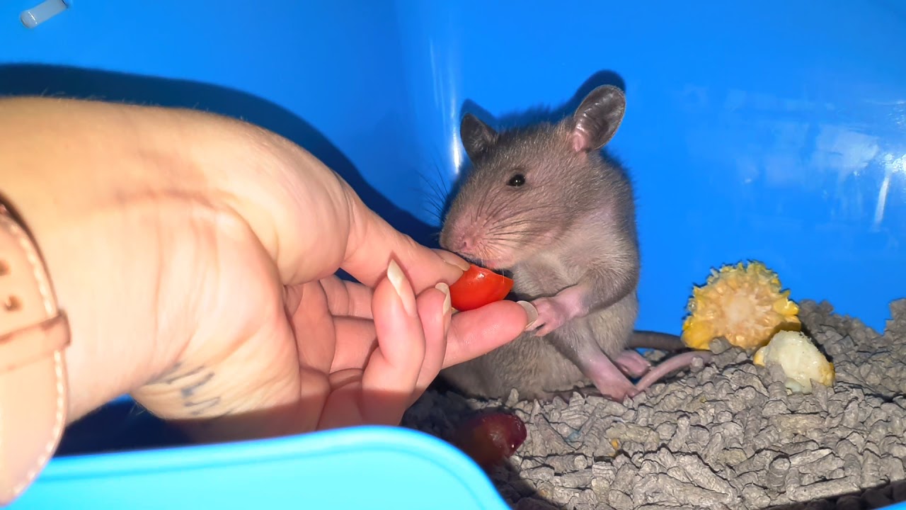 My Little Lord Hades