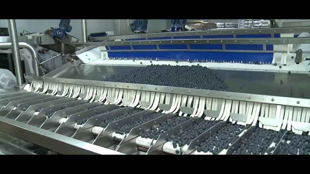 Proceso de empaque final del arándano