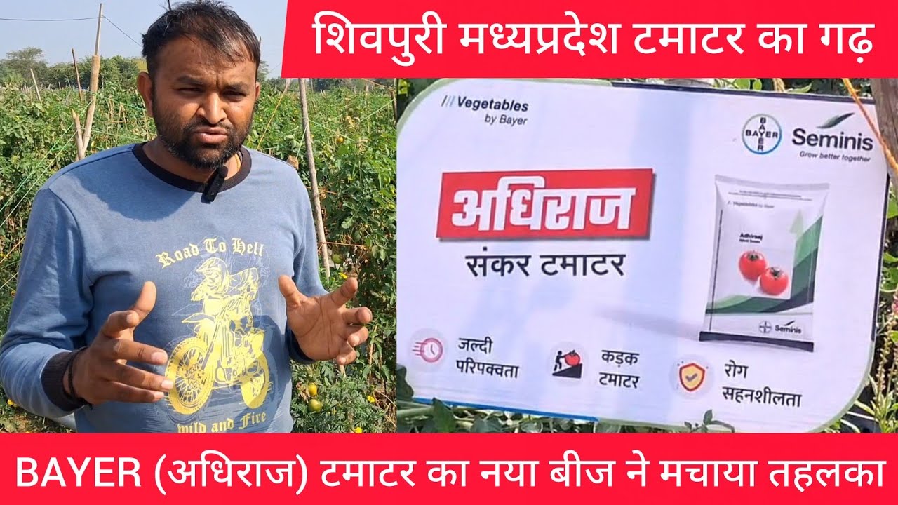 शिवपुरी मे BAYER Seminis अधिराज टमाटर के नए बीज ने मचाया तहलका! किसान से हुई बातचीत #Adhirajtomato