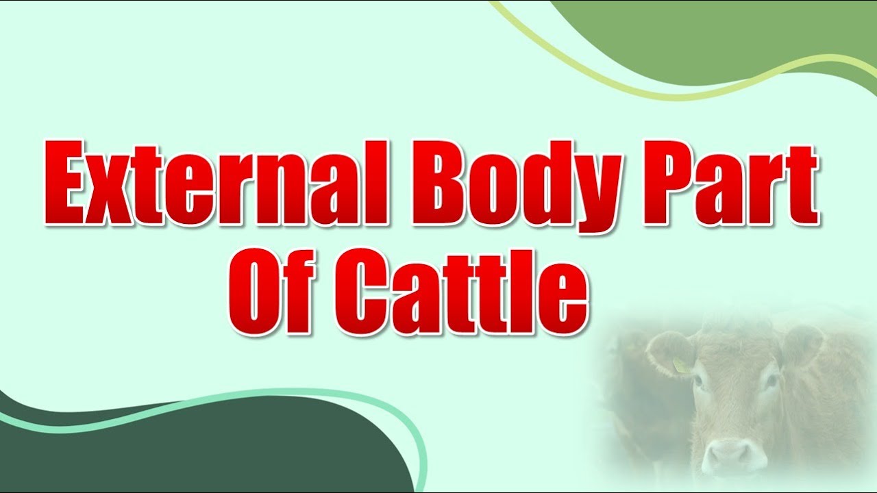 External Body Parts Of Cattle..,👈 Click on the link for the full video.