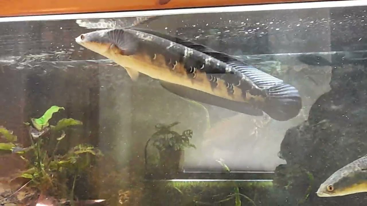 Huge snakeheads 