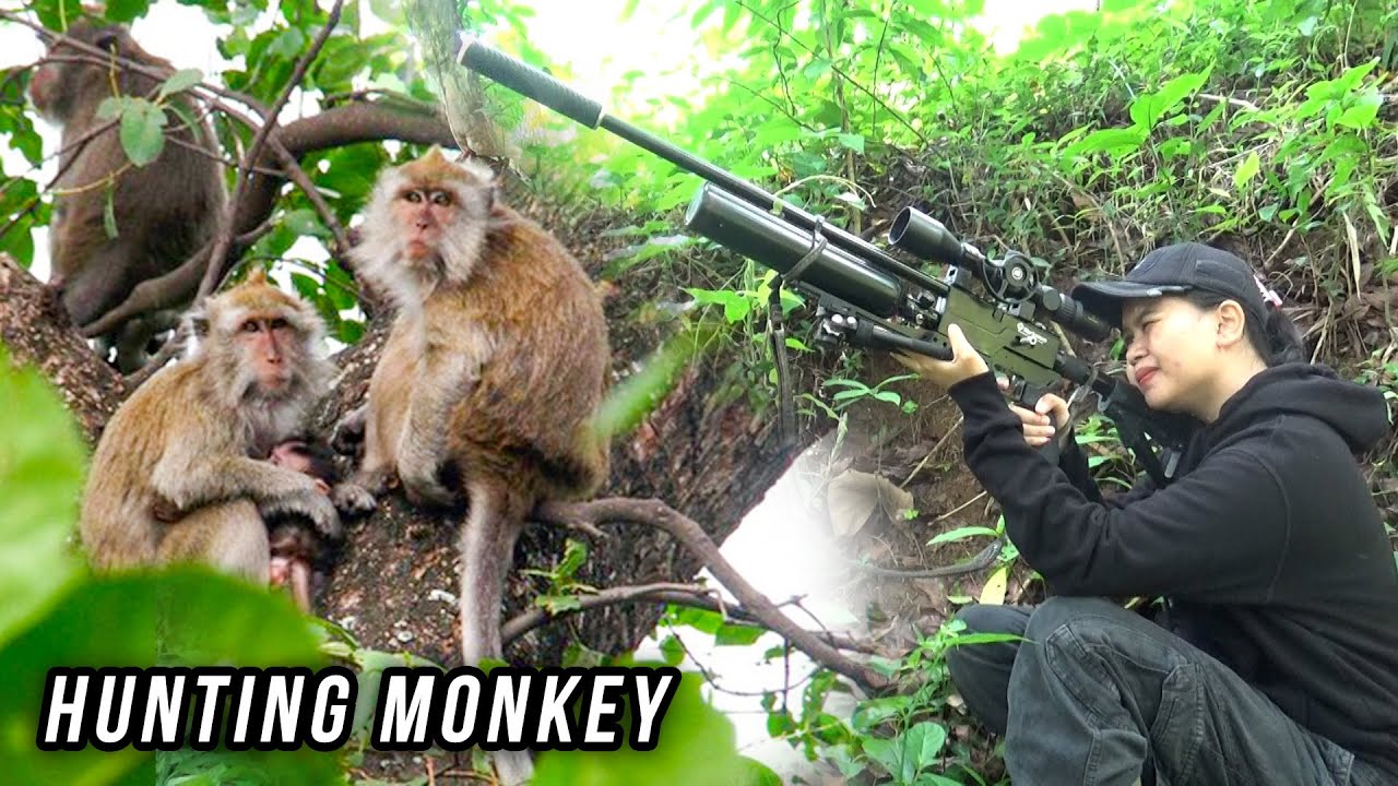 KEMBALI BERBURU HAMA MONYET BONUS TEKUKUR BANGKOT