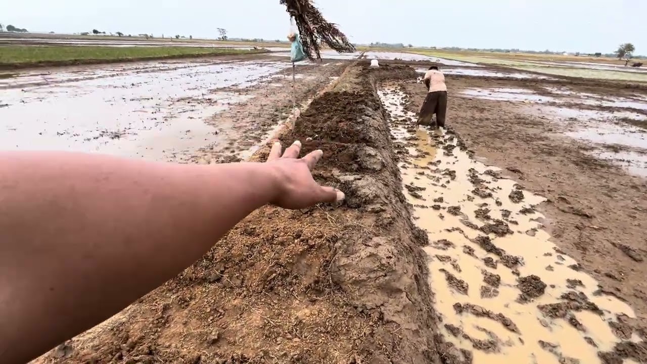 Persiapan lahan untuk tanam tabela bagian 1