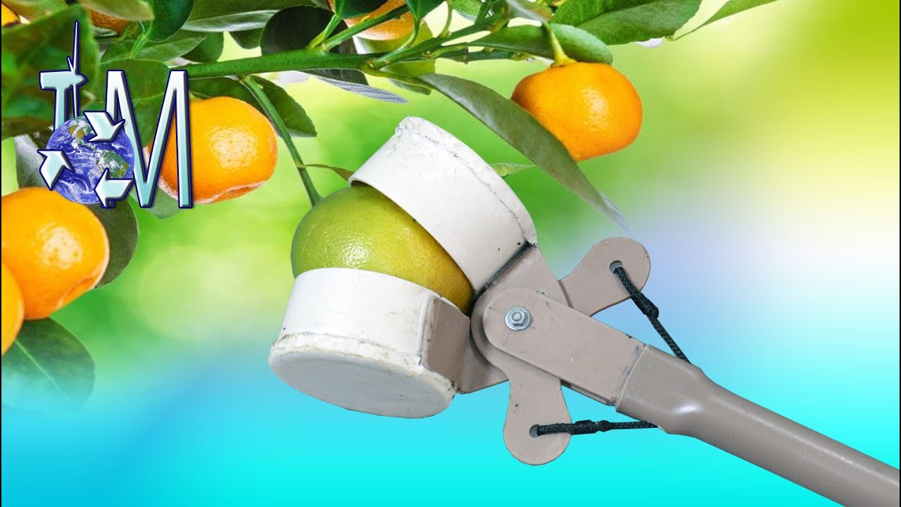 Apanhador de frutas