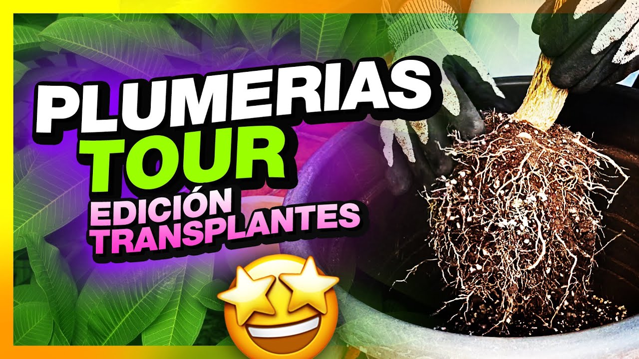 🍃 TRUCOS y CONSEJOS con el transplante de PLUMERIAS 👀 #plumerias 🔝