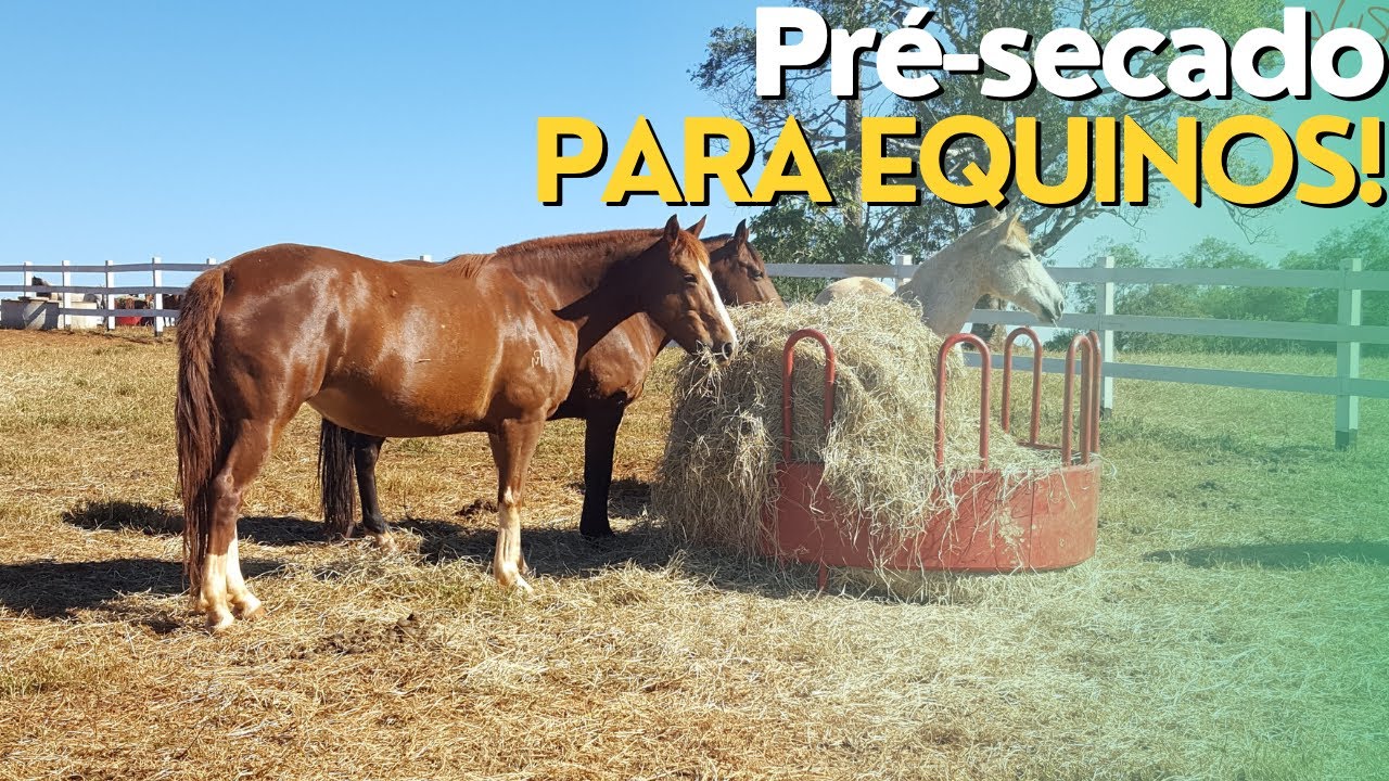 Silagem Pré-Secada Para Cavalo, Pode Fornecer? Ep#140