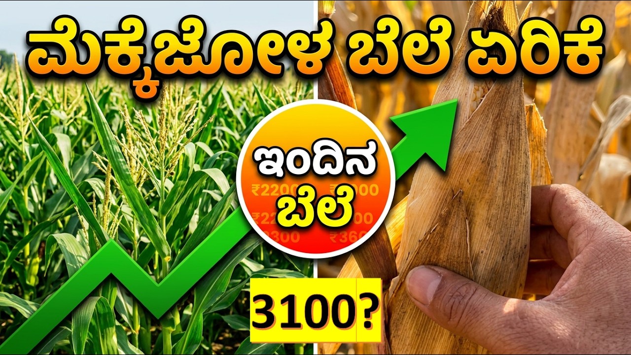 Good News for Maize Farmers: Today&rsquo;s Karnataka Corn Market Prices Explained