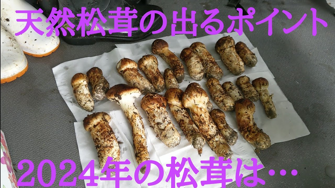 松茸激戦区でNo.1で居続けれる理由とは…2024/09/21　#松茸#松茸採り#舞茸