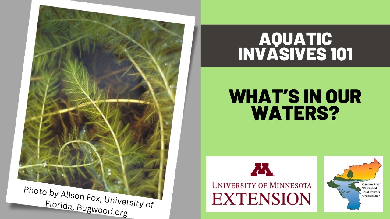 Aquatic Invasives 101:  What's in our Waters?