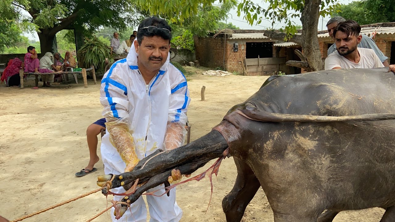 Dystocia in buffalo l Difficulty in birth l bhais me kathin prasav l कठिन प्रसव l dr umar khan