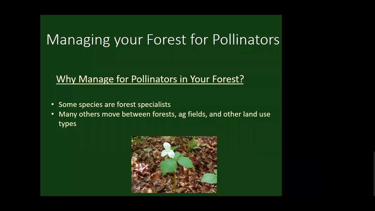 Pollinators in the Woods: Understanding and Creating Forest Pollinator Habitat