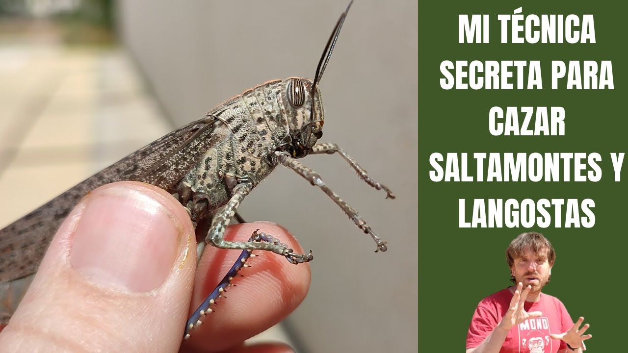 Cómo CAZAR SALTAMONTES, CHAPULINES Y LANGOSTAS sin dañarlos