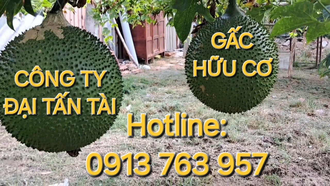 Tập 1: KẾT QUẢ HƠN 3 THÁNG SO SÁNH CANH TÁC GẤC HỮU CƠ, CÔNG NGHỆ SINH HỌC SO VỚI VÔ CƠ, HÓA HỌC.