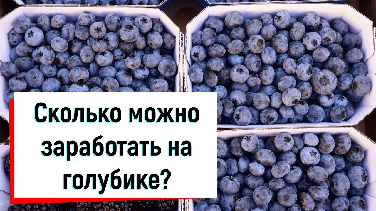 Сколько можно заработать на голубике