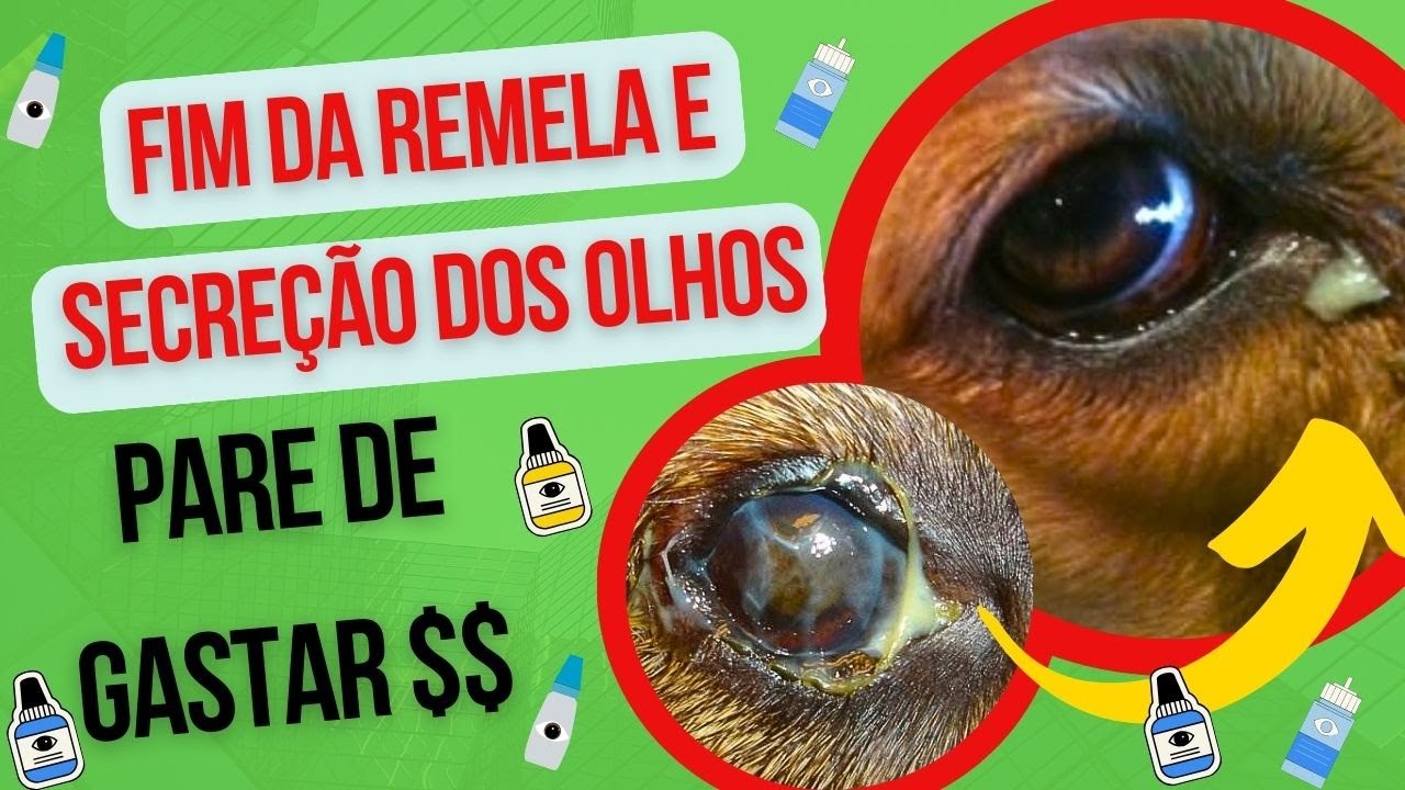 CACHORRO COM OLHOS CHEIOS DE REMELA E SECREÇÃO COLÍRIO CARO NÃO RESOLVE COMO CURAR OLHO REMELANDO