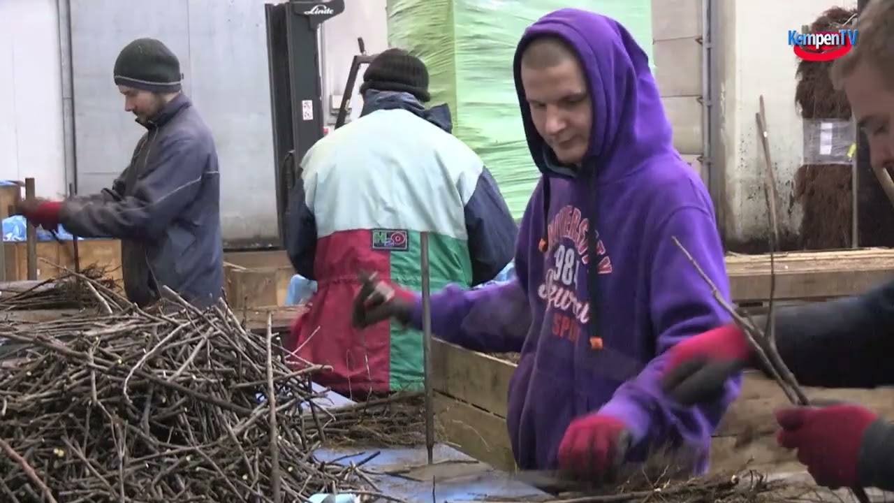 2023 augustus KBO Bergeijk bezoekt vruchtboomkwekerij van Montfort