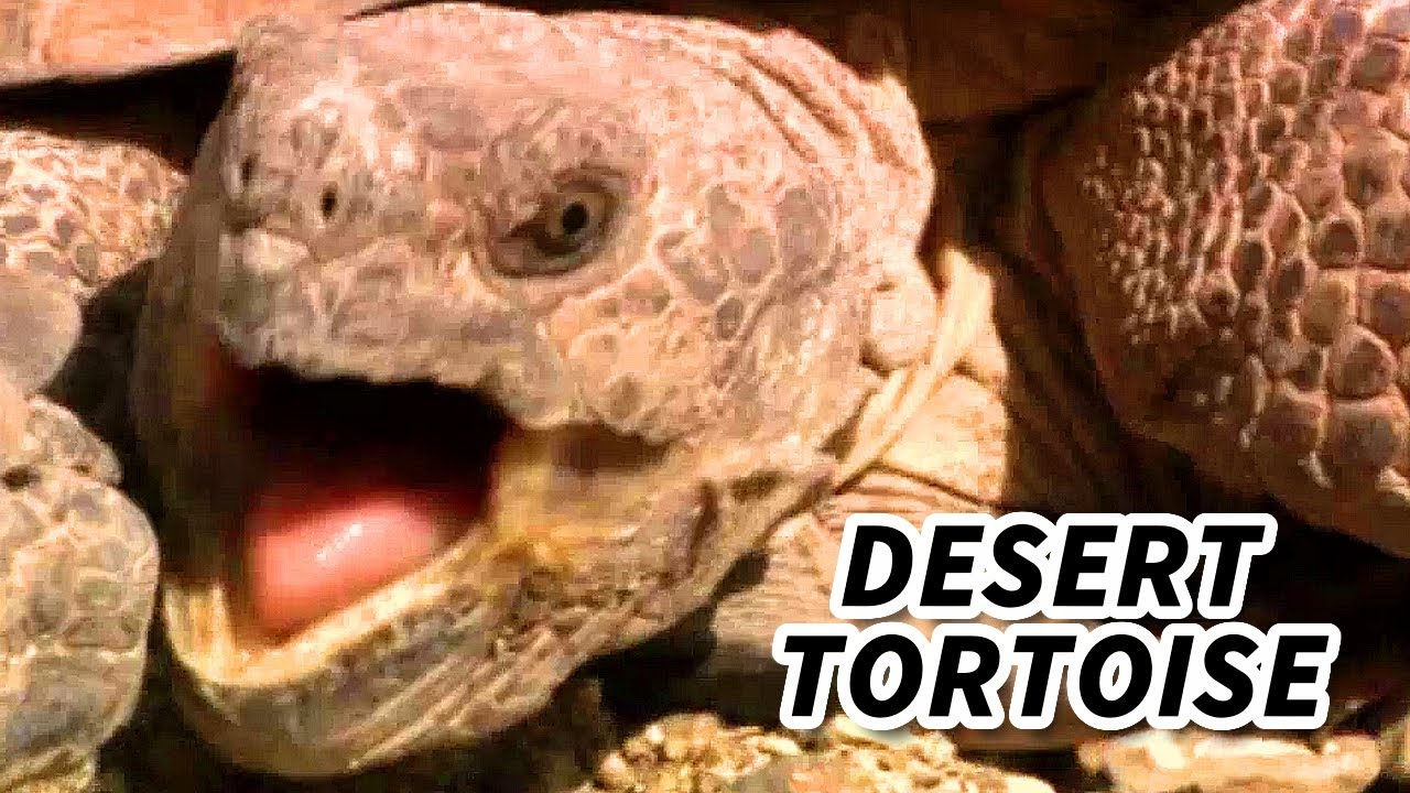 Desert Tortoise Facts: DON'T Make Them PEE! | Animal Fact Files