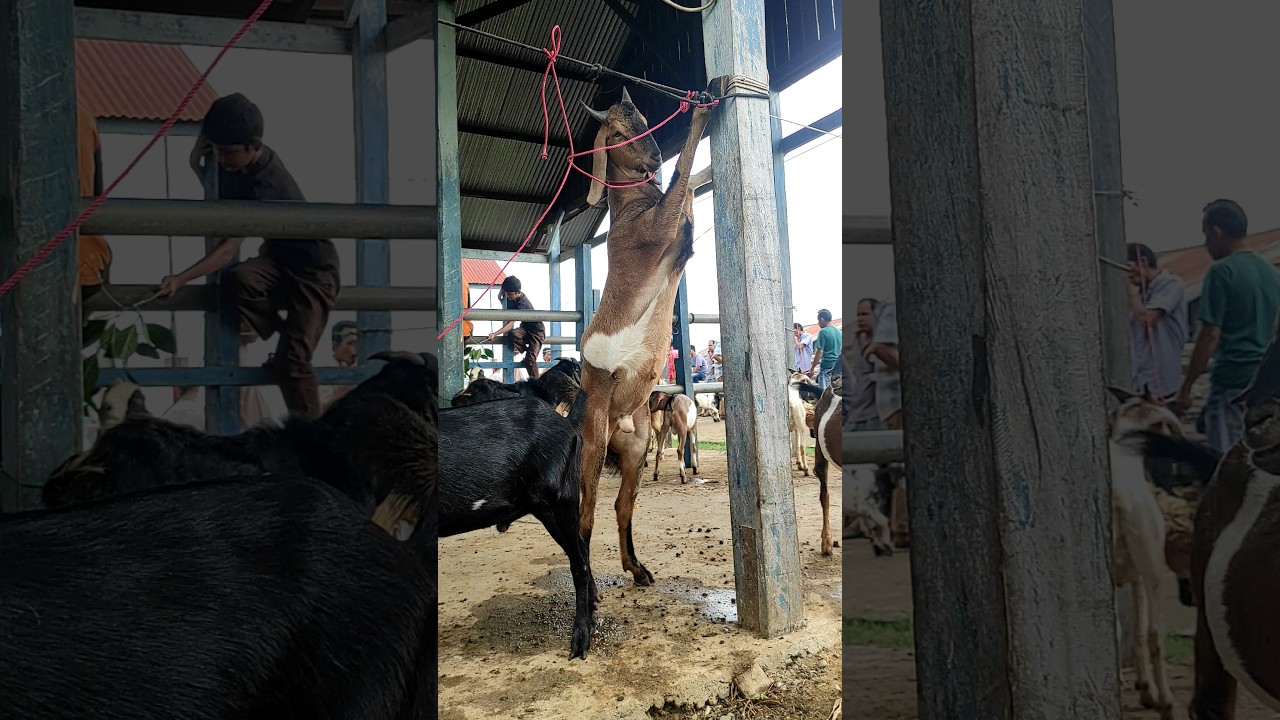 kambing lucu, kambing joget, kambing mbek #sapi #kambing #animals